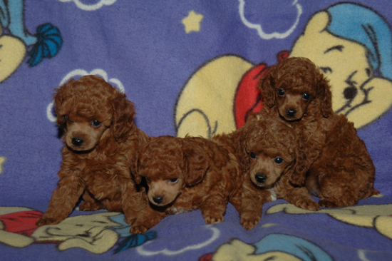 A recent litter of Red puppies.