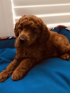 Red Male Poodle Puppy for Sale in Oklahoma