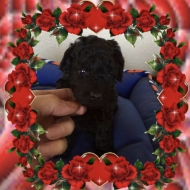 Poodle Puppy for Sale in Oklahoma 