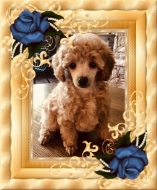 Red Female Poodle Puppy for Sale in Oklahoma