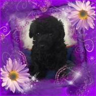 Black Miniature Poodle Puppy for Sale