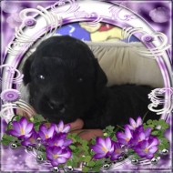 Black Miniature Poodle Puppy for Sale