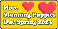 poodle-puppies-due-spring-2023-2
