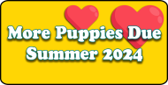 More Puppies Due Summer 2024