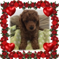 Red Female Poodle Puppy for Sale in Oklahoma