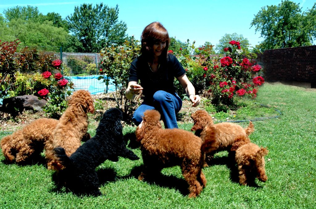 Henny's Poodles » Fun Pictures & Comments [ 1024 x 680 Pixel ]
