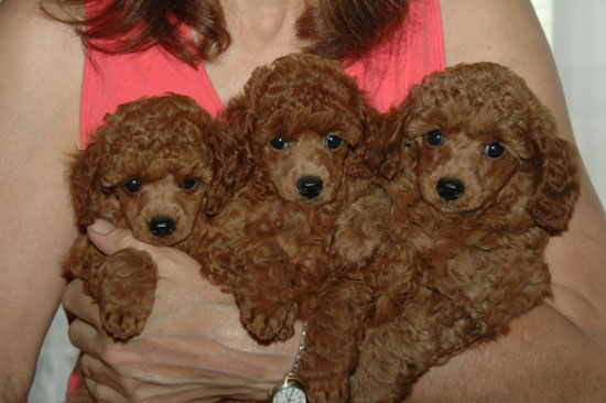 Henny’s red puppies
