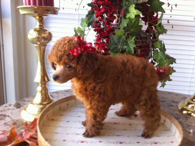 One of Henny’s sold puppies “Little Red Beau”